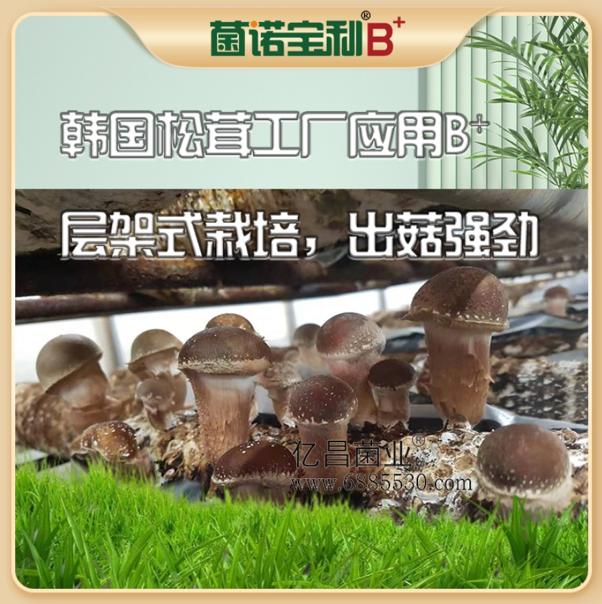 杏耀官网平台菌诺宝利B+（网页-17）韩国松茸工厂应用B+层架式栽培，出菇强劲