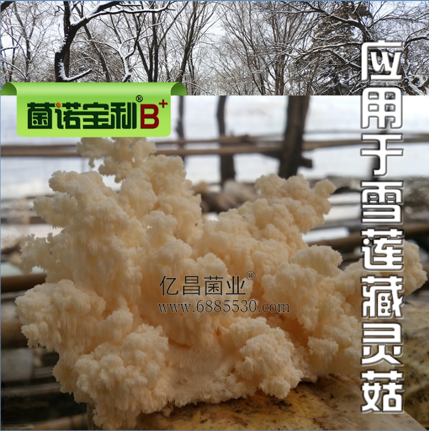 杏耀官网平台菌诺宝利B+（网页-36）应用于雪莲藏灵菇